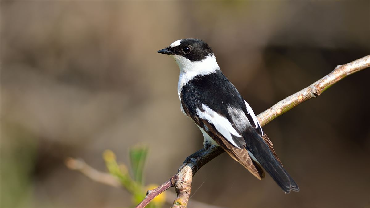 Collared Flycatcher