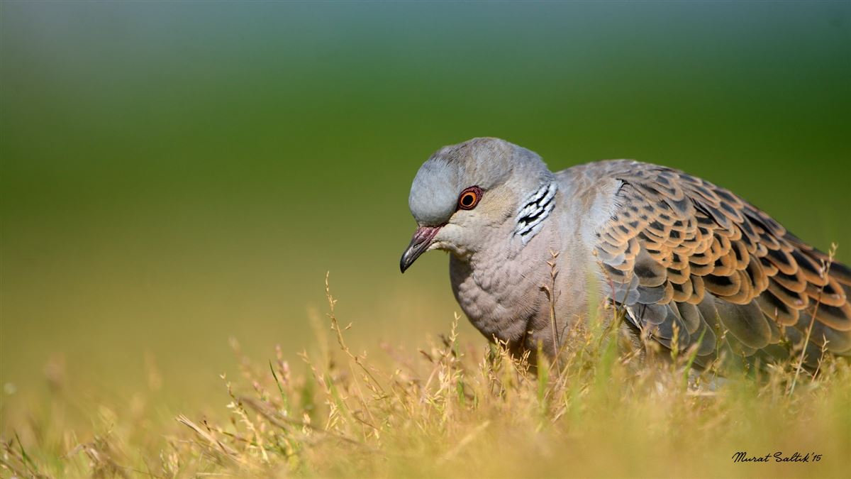 European Turtle Dove