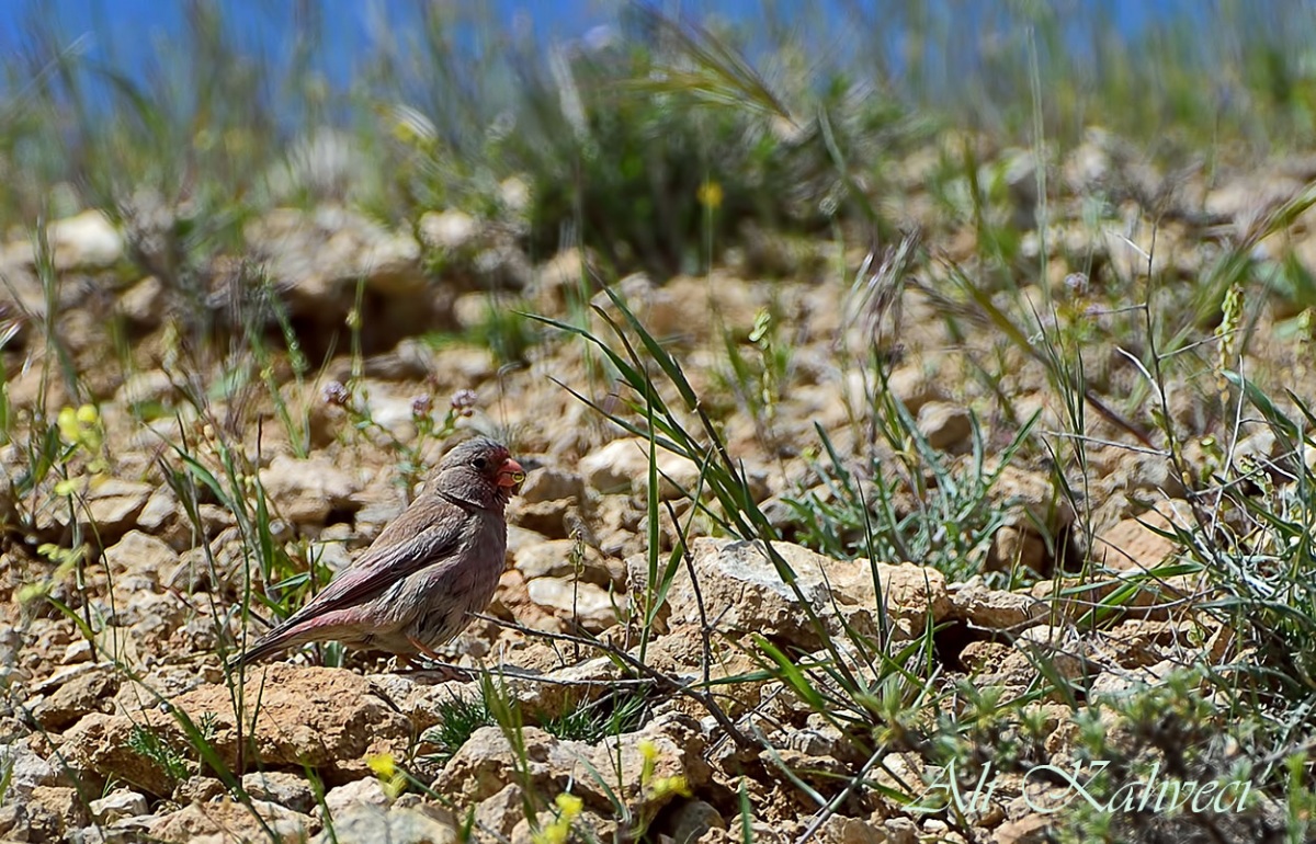 Trumpeter Finch