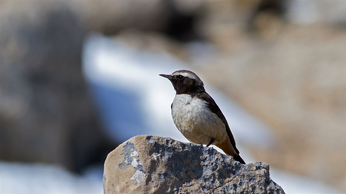 Red-tailed Wheatear