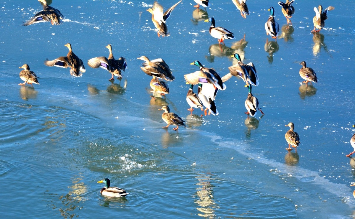 Mallard
