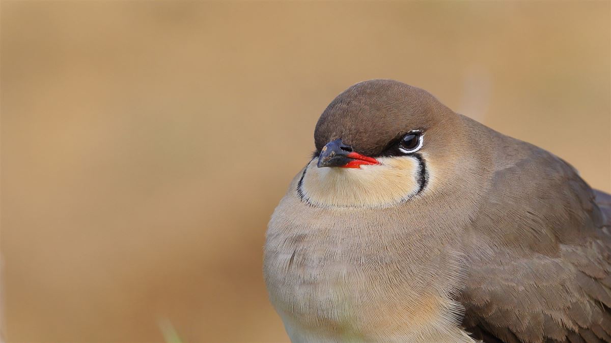 Collared Pratincole