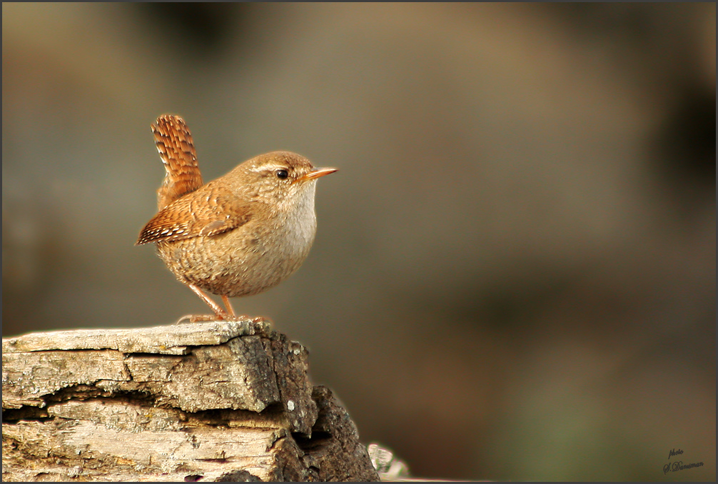 Eurasian Wren