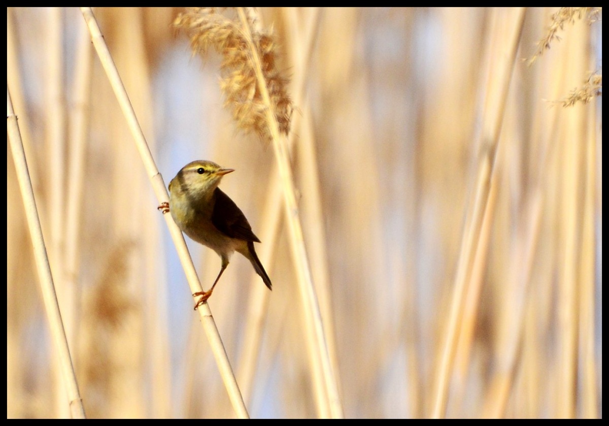 Willow Warbler