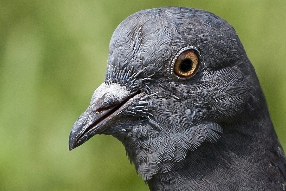 Common Wood Pigeon