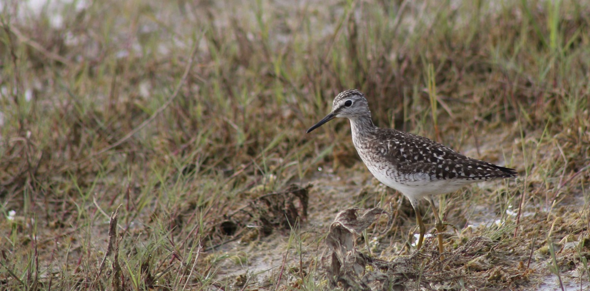 Wood Sandpiper