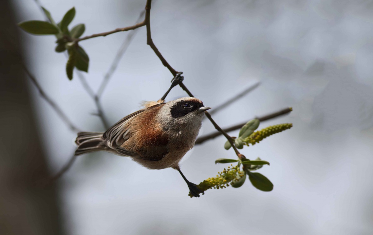 Eurasian Penduline Tit
