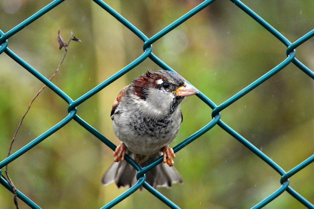 House Sparrow