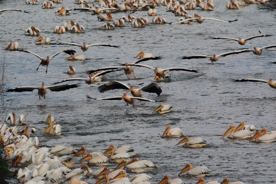 Great White Pelican