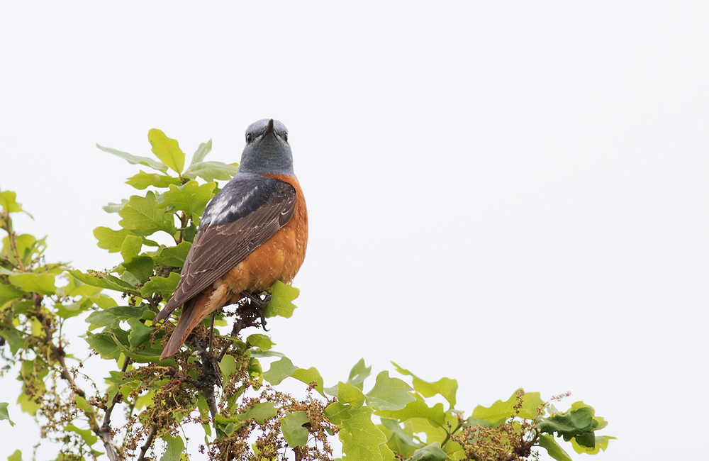 Common Rock Thrush
