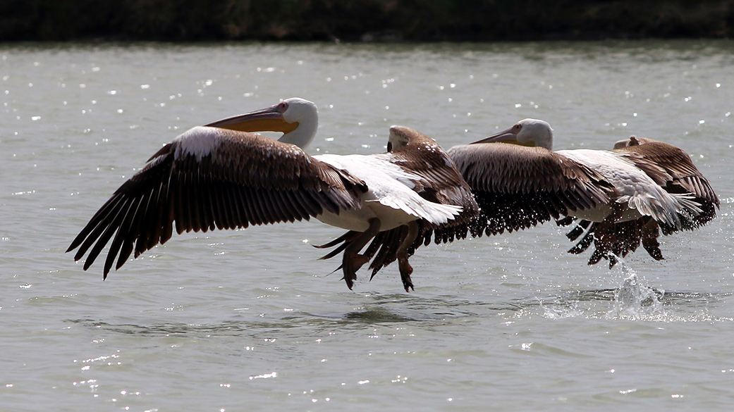 Great White Pelican