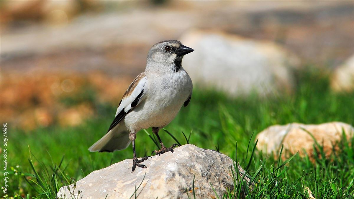 White-winged Snowfinch