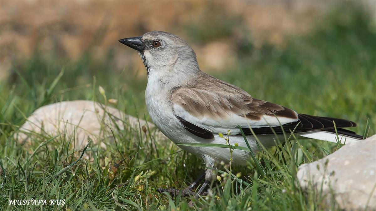 White-winged Snowfinch