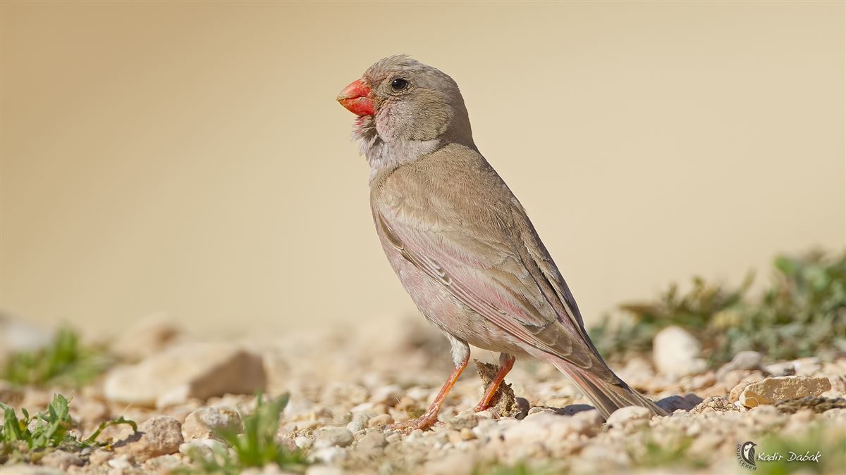 Trumpeter Finch