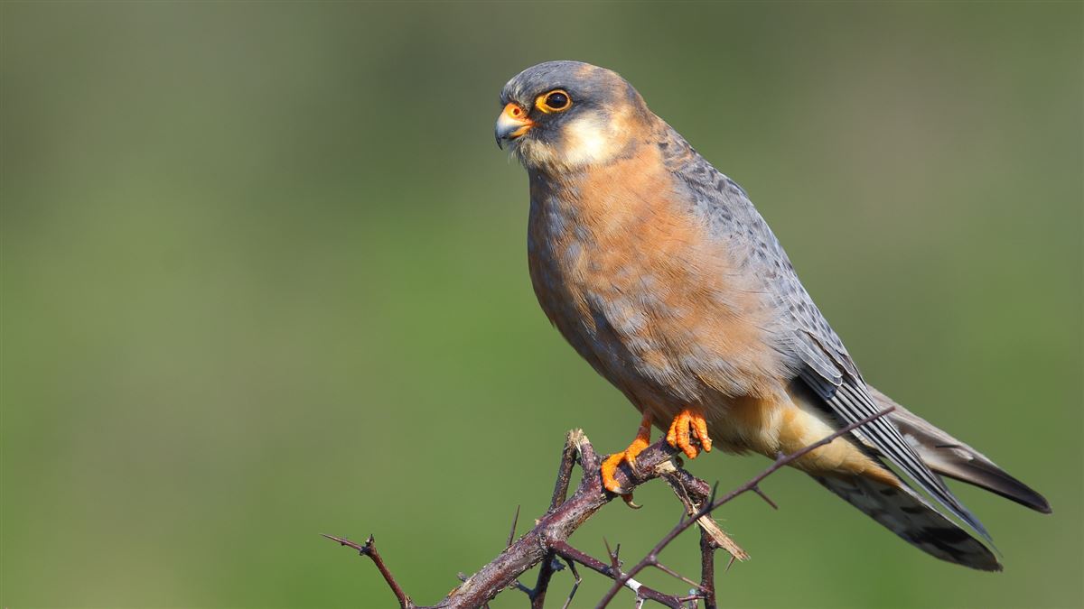Red-footed Falcon