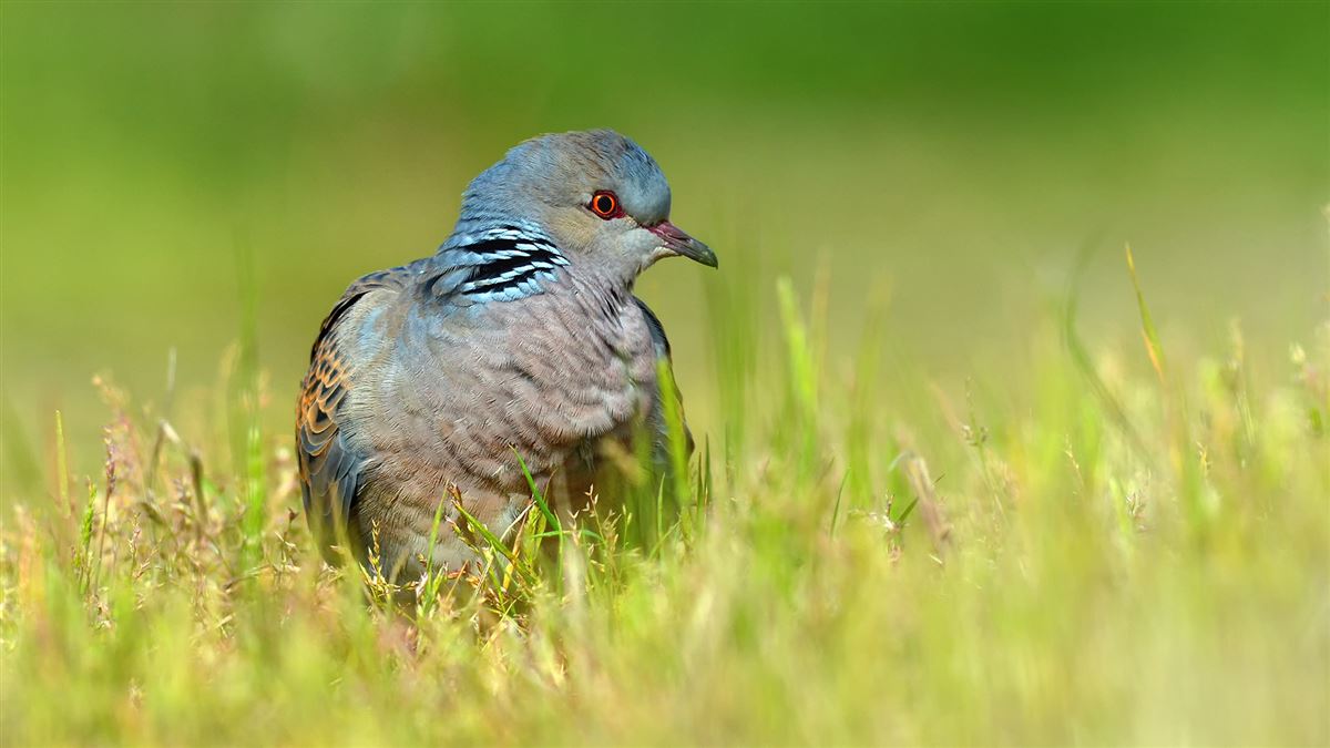 European Turtle Dove