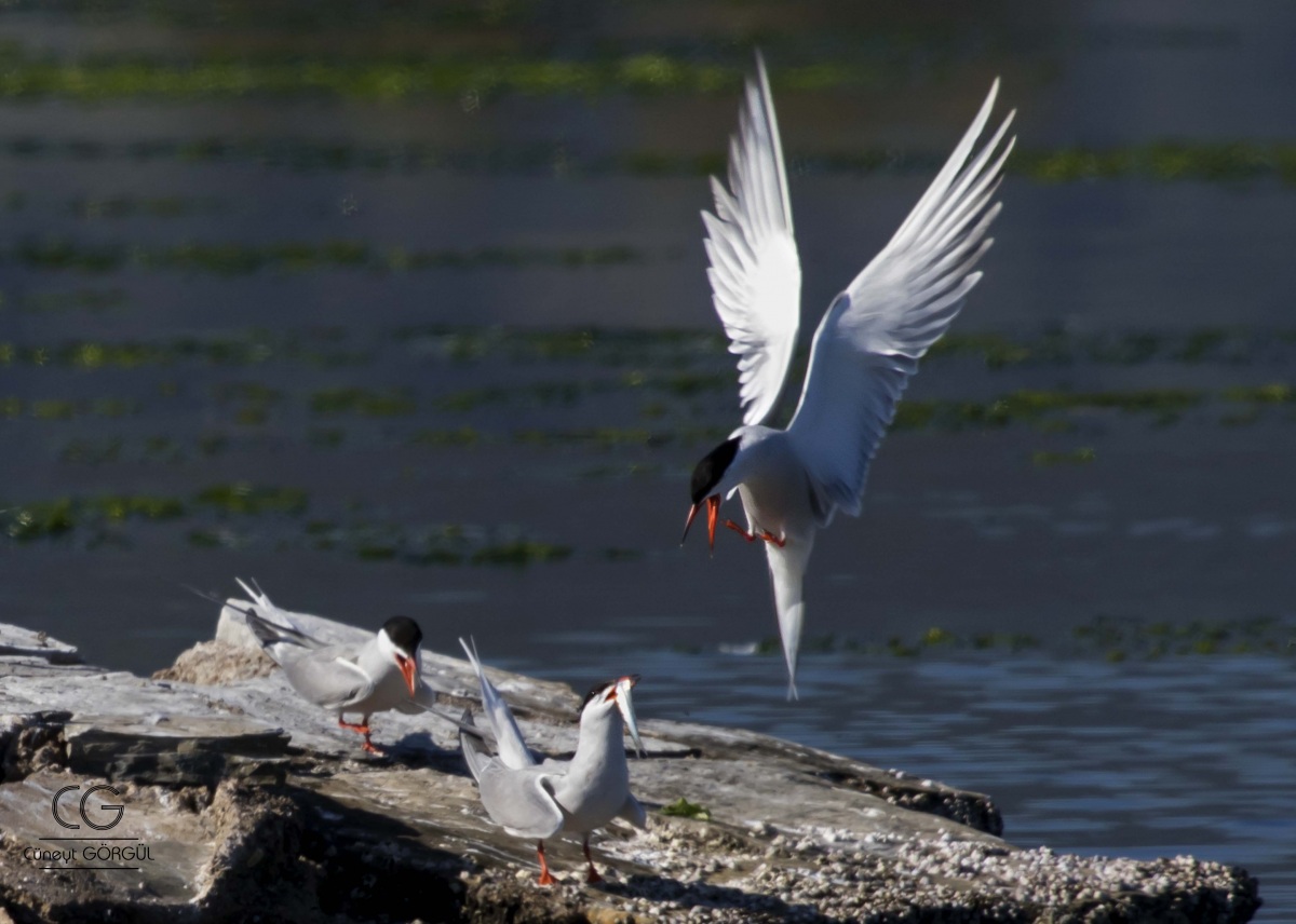 Common Tern
