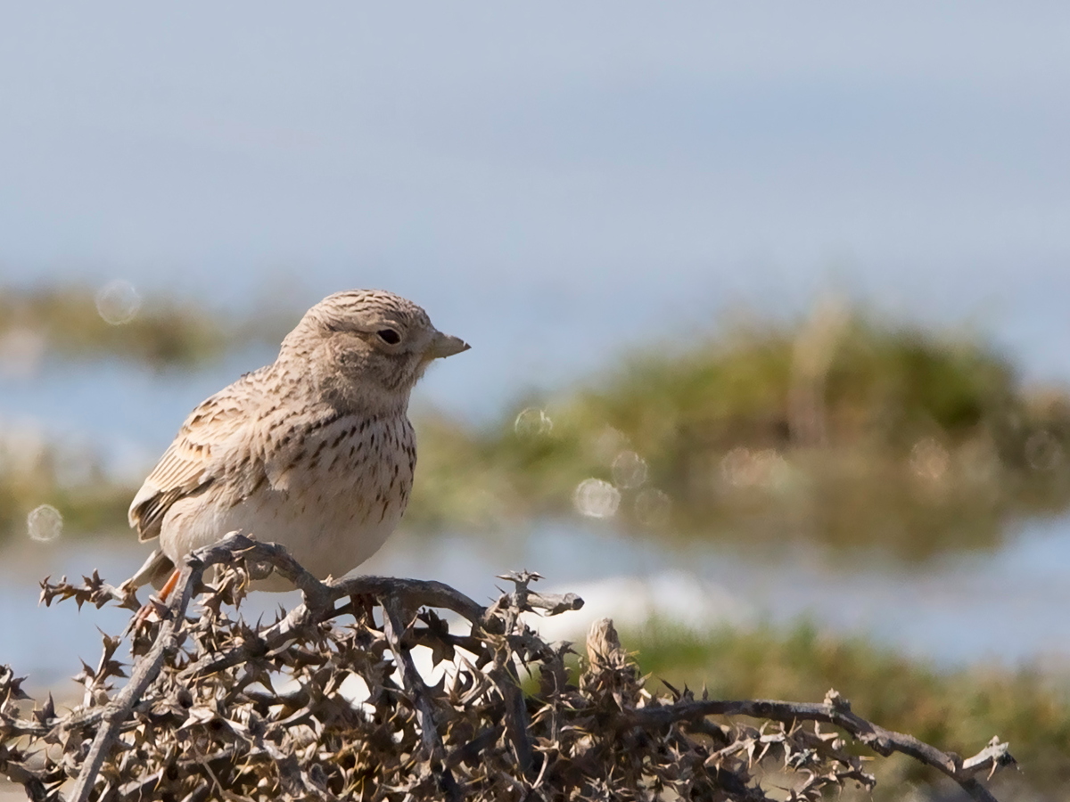 Turkestan Short-toed Lark