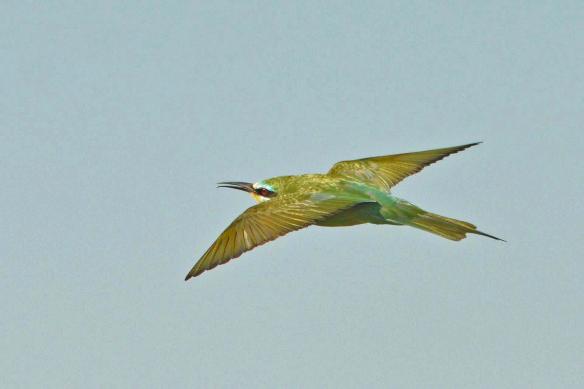 Blue-cheeked Bee-eater