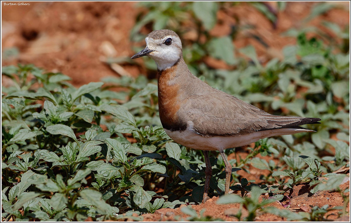 Caspian Plover