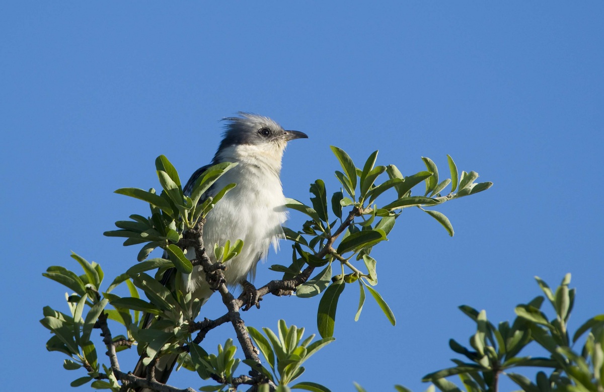 Great Spotted Cuckoo