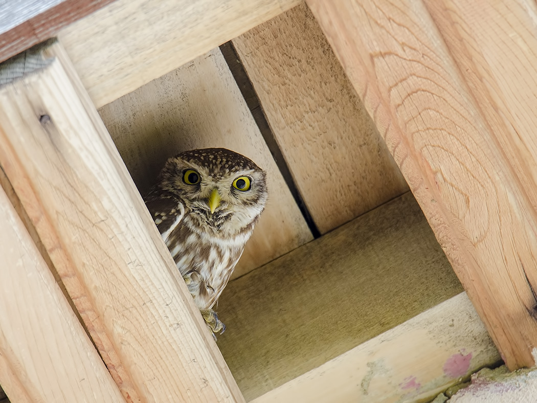 Little Owl