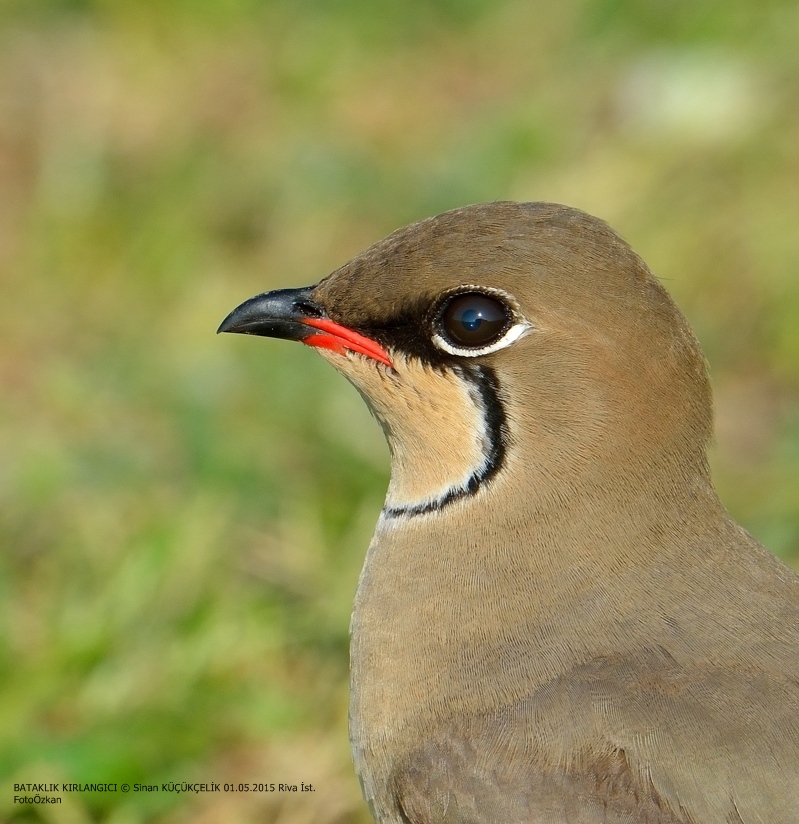 Collared Pratincole