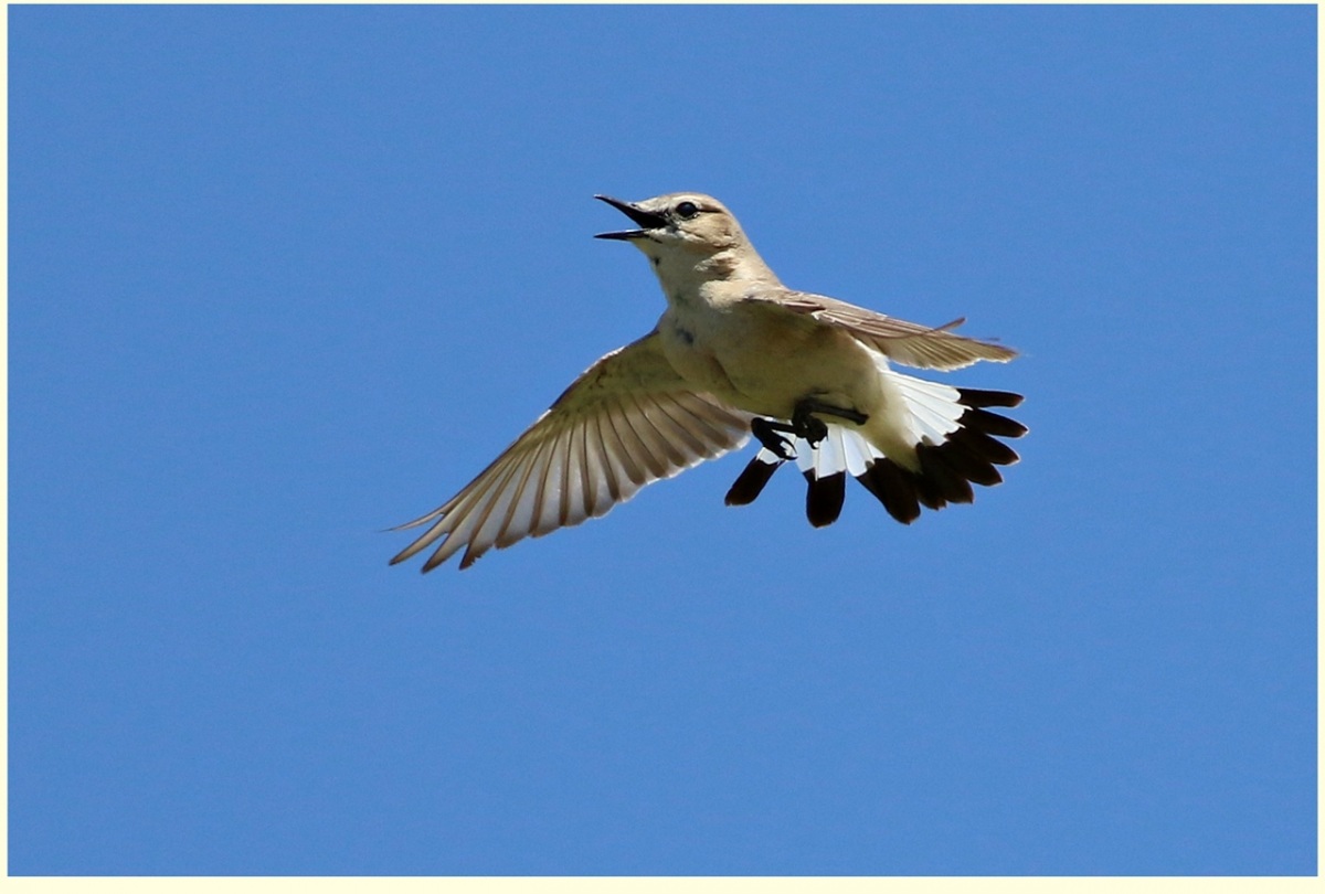 Isabelline Wheatear