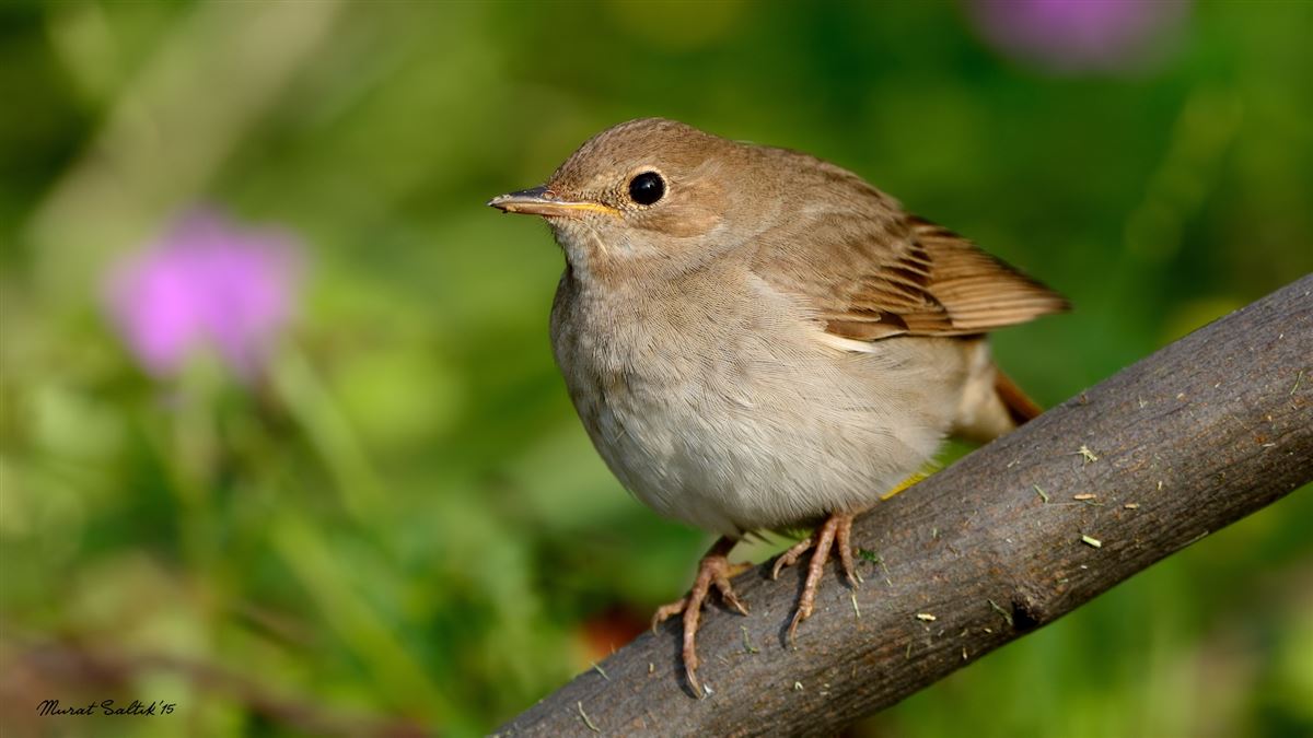 Common Nightingale