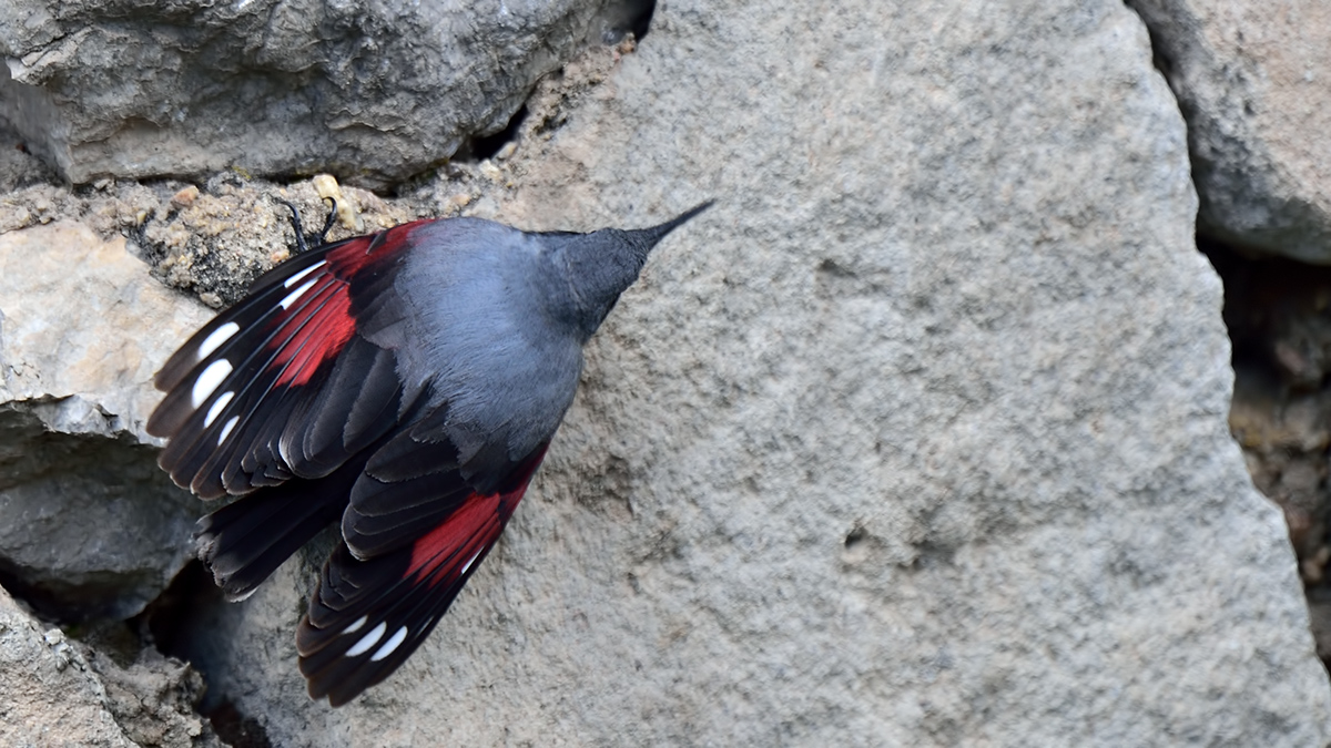 Wallcreeper