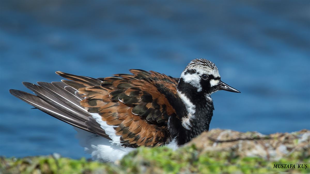 Ruddy Turnstone
