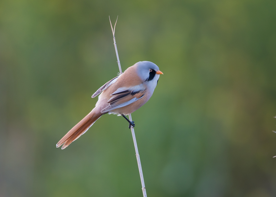 Bearded Reedling
