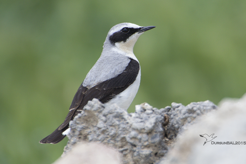 Northern Wheatear