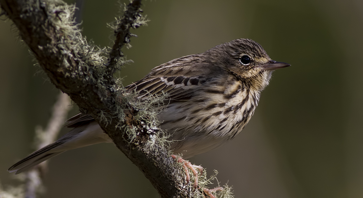 Tree Pipit