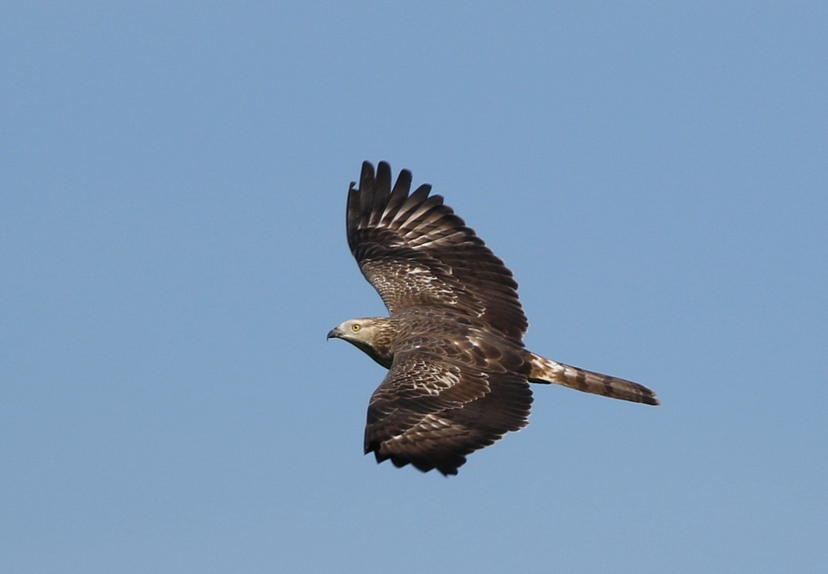European Honey Buzzard
