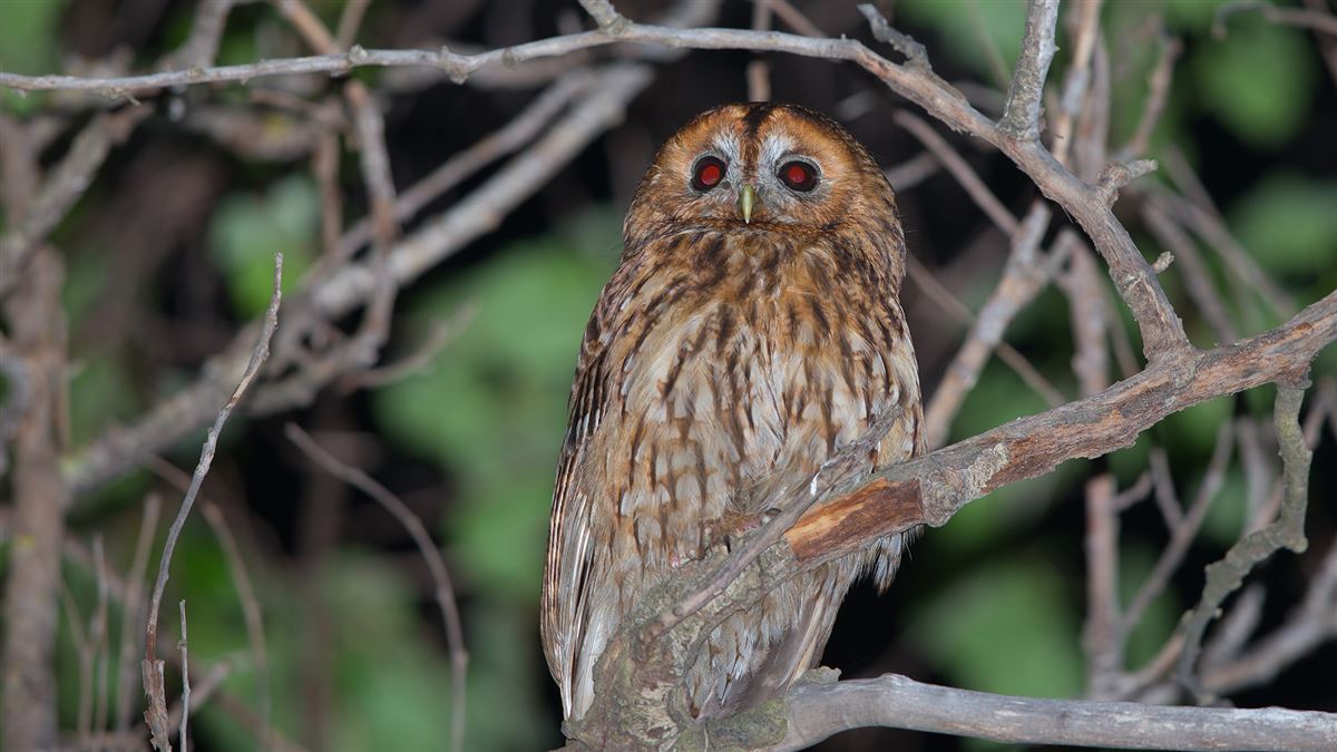 Tawny Owl