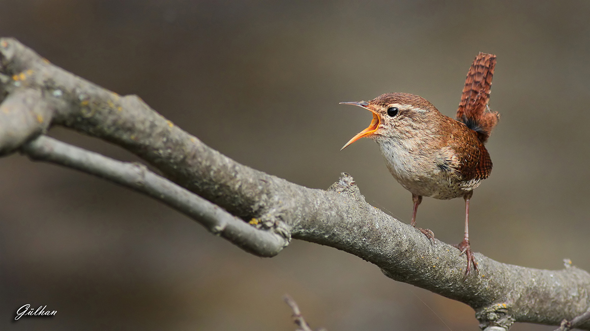 Eurasian Wren