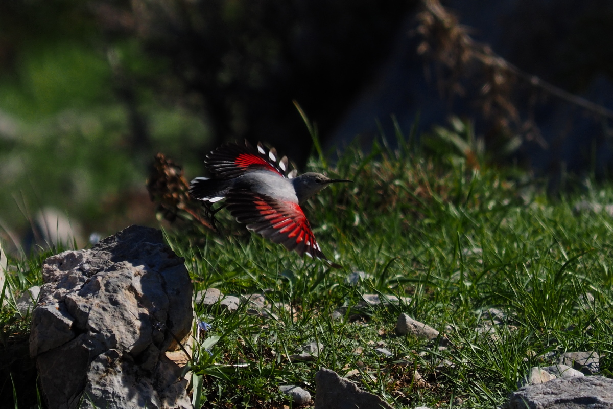 Wallcreeper