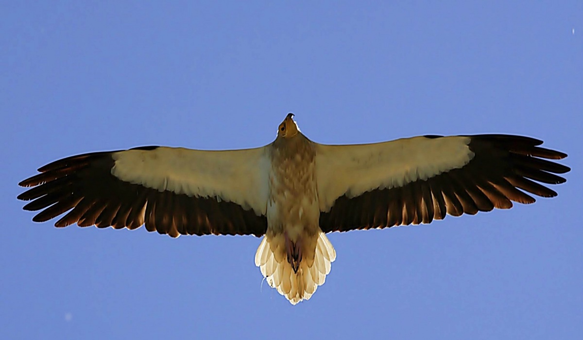 Egyptian Vulture