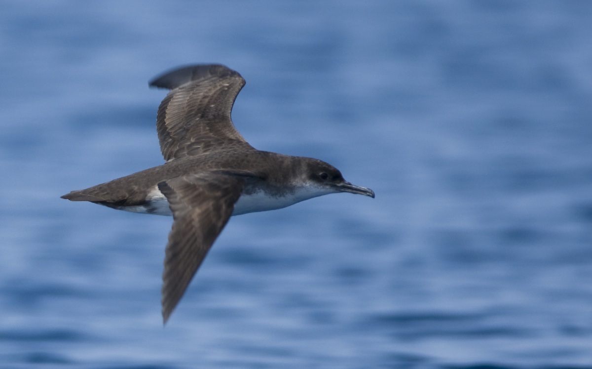 Yelkouan Shearwater