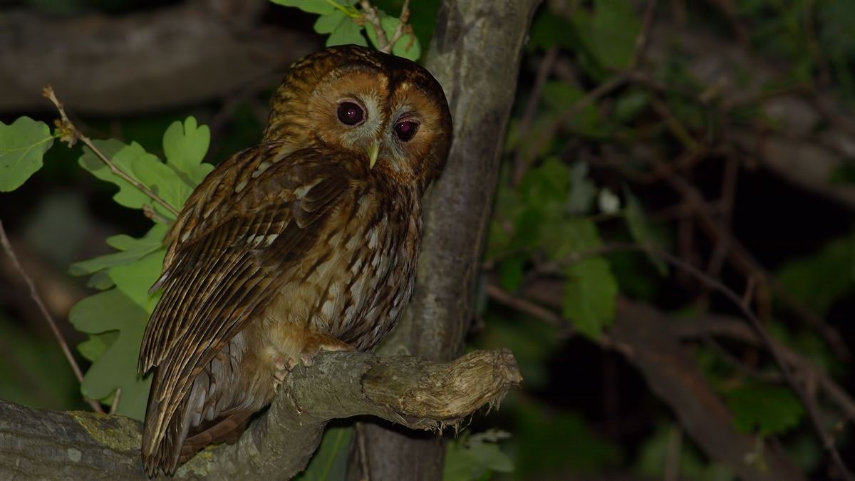 Tawny Owl