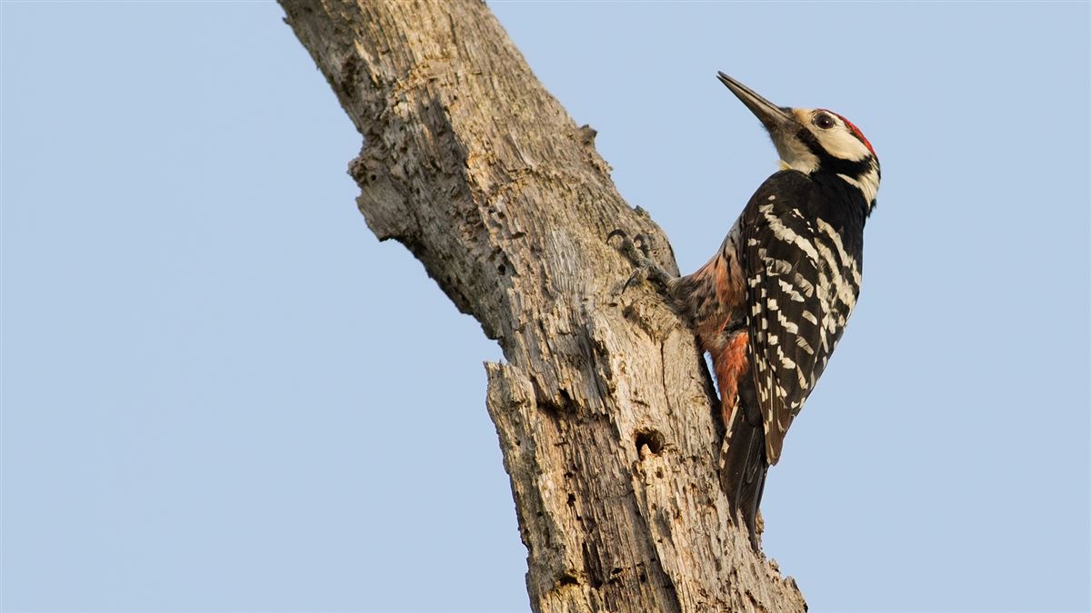 White-backed Woodpecker