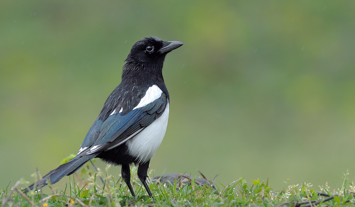 Eurasian Magpie