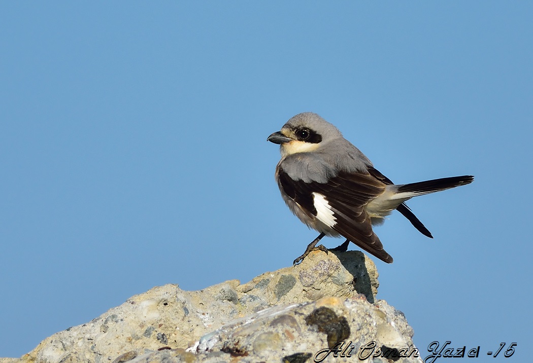 Lesser Grey Shrike