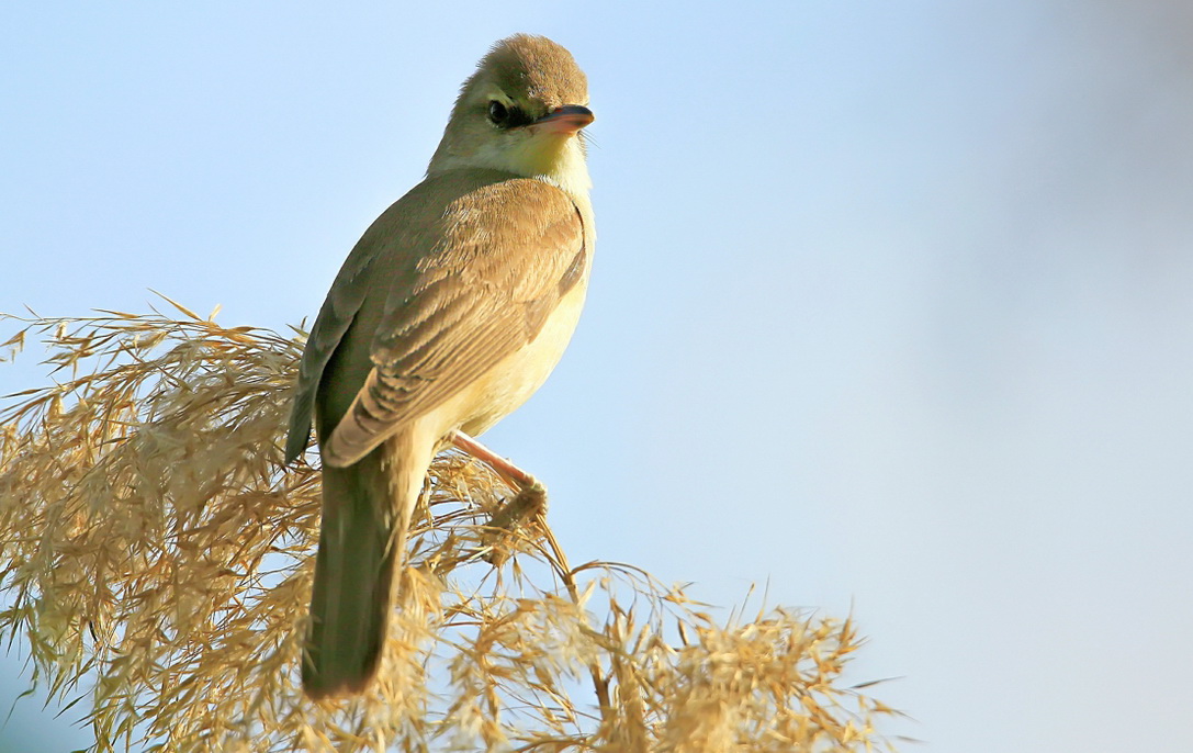 Great Reed Warbler