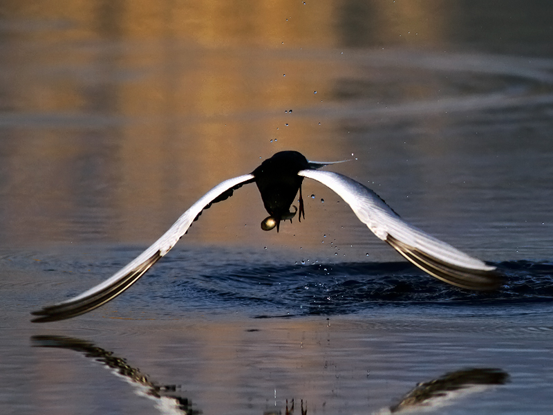 White-winged Tern