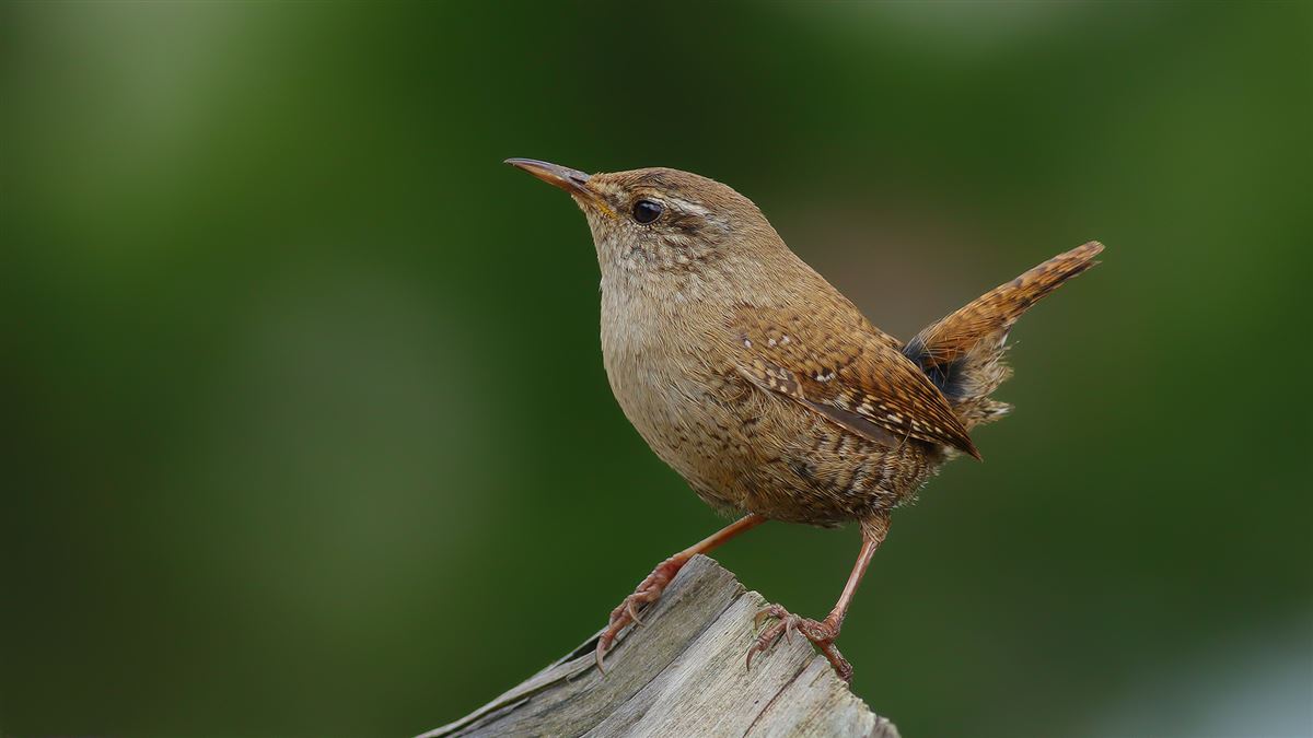 Eurasian Wren