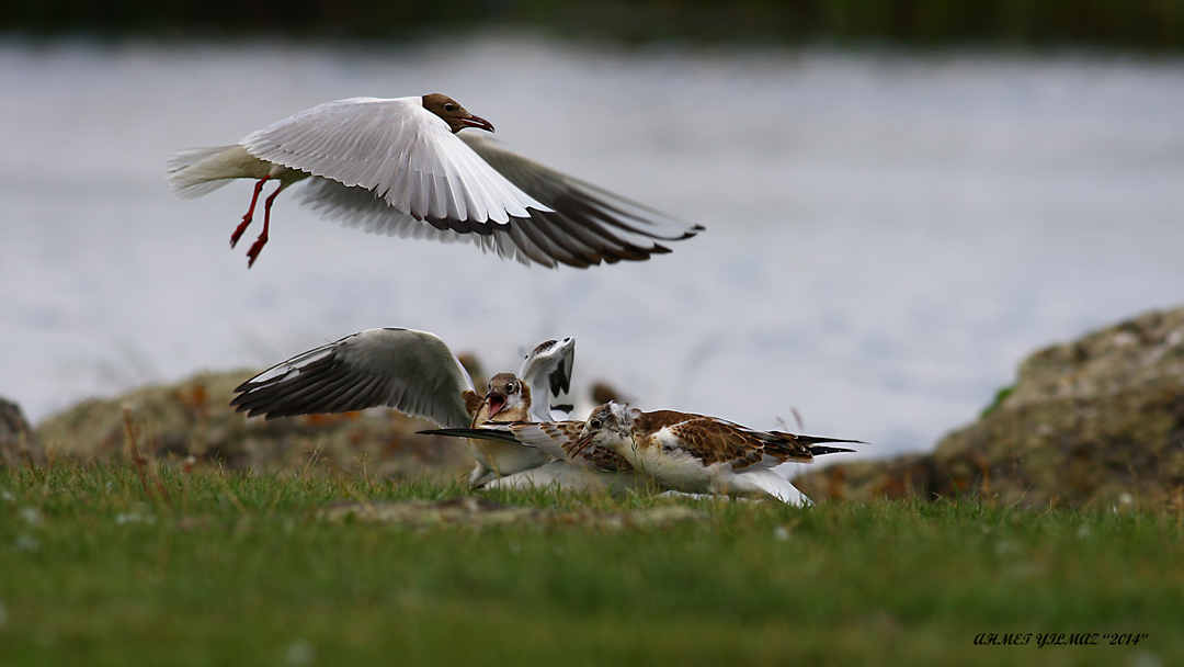 Black-headed Gull