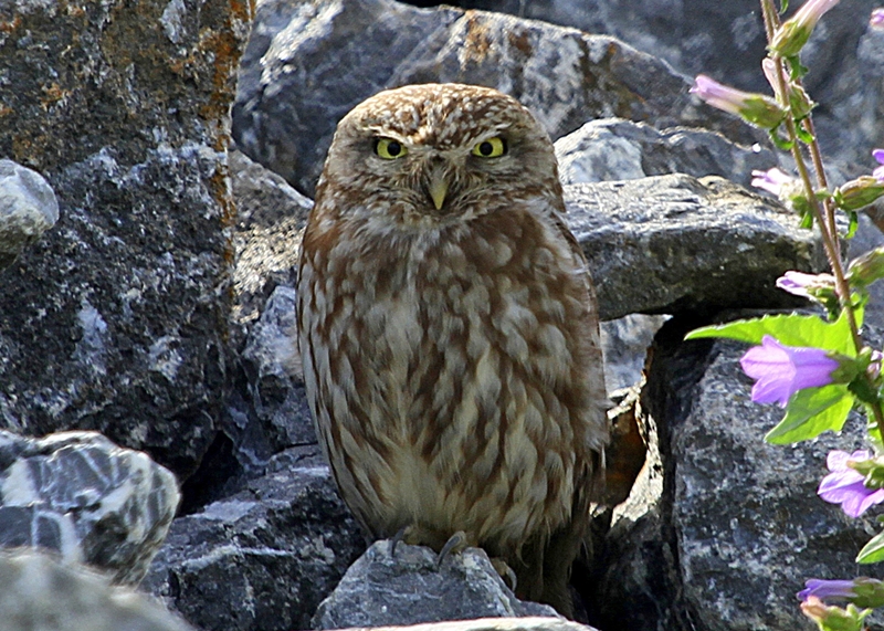 Little Owl