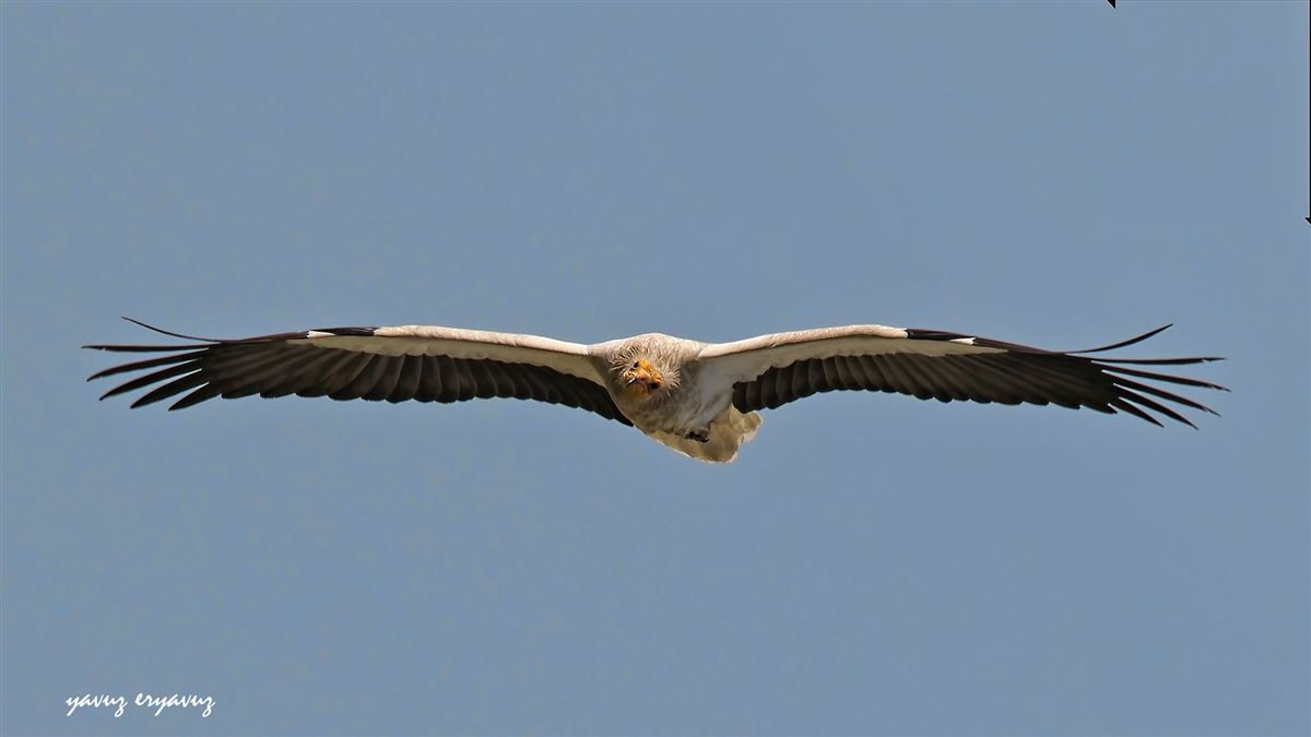 Egyptian Vulture